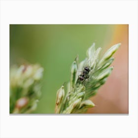 Ant On A Plant 1 Canvas Print