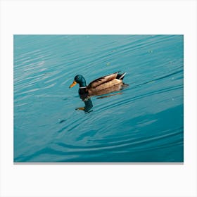 Duck. Collection. No. 1. In Blue Water. Horizontal. 1 Canvas Print