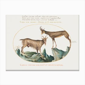 Two Wild Goats (1575–1580), Joris Hoefnagel Canvas Print