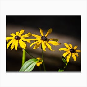 Daisies Canvas Print