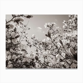 Magnolia Canvas Print