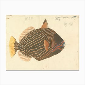 Unidentified Fish, Luigi Balugani 5 Canvas Print