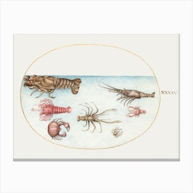 Lobster, Squilla Mantis, And Other Crustaceans (1575–1580), Joris Hoefnagel Canvas Print