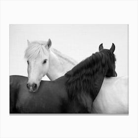 Yin And Yang Horses Canvas Print