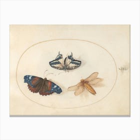 Two Butterflies and a Dragonfly(c. 1575-1580), Joris Hoefnagel Canvas Print