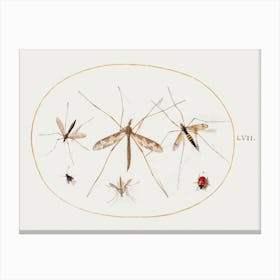 A Ladybug, A Fly, And Four Other Insects (1575–1580), Joris Hoefnagel Canvas Print