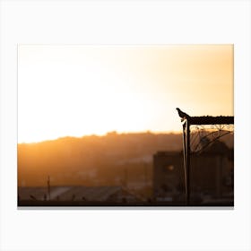 Pigeon at sunrise | Moroccan city Fez | Golden Hour | Morocco Canvas Print