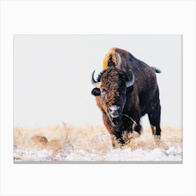 Snowy Winter Bison Canvas Print