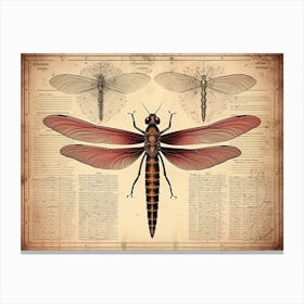 Dragonfly Vintage Newspaper 3 Canvas Print