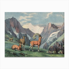 Vintage Kolb 7 Tafel 7 Mouflon Canvas Print