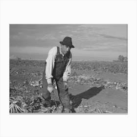 Mexican Sugar Beet Worker, Near Fisher, Minnesota By Russell Lee Canvas Print