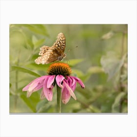 Fritillary Butterfly On Coneflower Canvas Print