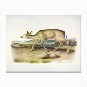 Black Tailed Deer, John James Audubon Canvas Print