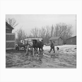 Taking Horses To The Barn, Roy Merriot Farm Near Estherville, Iowa By Russell Lee Canvas Print