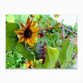 Sunflower Canvas Print