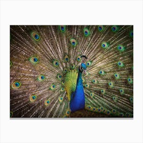 Peacock Canvas Print