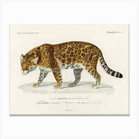 Jaguar (Panthera Onca), Charles Dessalines D'Orbigny Canvas Print