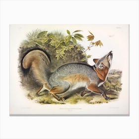 Grey Fox, John James Audubon Canvas Print