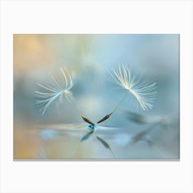 Dandelion 23 Canvas Print