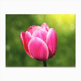 Pink Tulip With Water Droplets Canvas Print