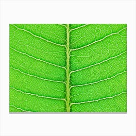 Close Up Of A Green Leaf Canvas Print