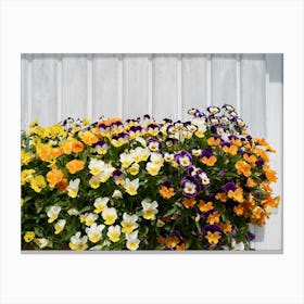 Pansies in front of a white wooden façade Canvas Print