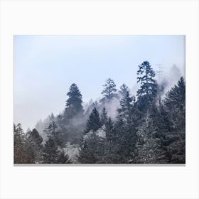Redwood Forest - National Park Photo Canvas Print