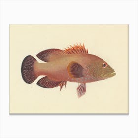 Unidentified Fish, Luigi Balugani 4 Canvas Print