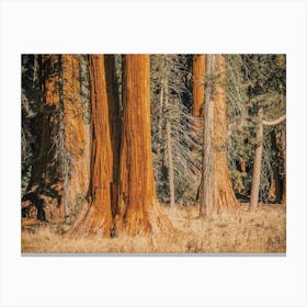 Eureka Redwoods Canvas Print