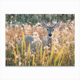 Whitetail Deer In Meadow Canvas Print