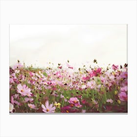 Pink Cosmos Canvas Print