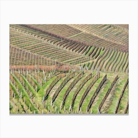 Langhe Rolling Vineyards in Early Spring. Langhe, Italy. An aerial view of beautifully contoured vineyards, showcasing rows of neatly planted vines stretching across rolling hills. The alternating shades of green and earthy tones create a mesmerizing pattern, highlighting the precision and artistry of vineyard cultivation. This serene landscape captures the essence of rural life in a wine-producing region. 5 Canvas Print