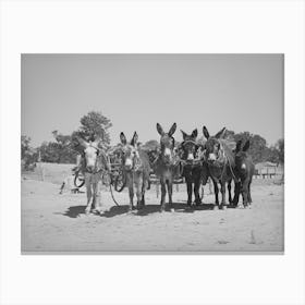 Untitled Photo, Possibly Related To Burros And Colt Which Are Used For Farm Work On The Homestead Farm Of Mr Canvas Print