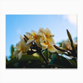 Frangipani Flowers Canvas Print