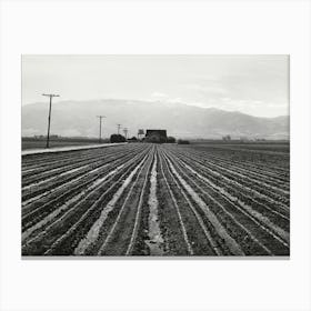 Young Lettuce, Salinas, California By Russell Lee Canvas Print