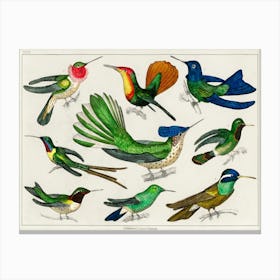 Collection Of Various Birds, Oliver Goldsmith  Canvas Print