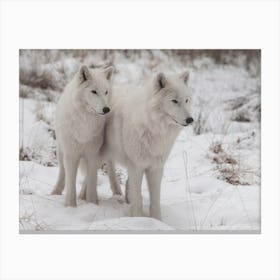 Twin White Wolves Canvas Print