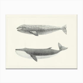 The California Gray Whale, Charles Melville Scammon Canvas Print