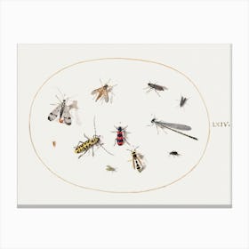 Eleven Insects, Including A Dragonfly And Longhorn Beetle (1575–1580), Joris Hoefnagel Canvas Print