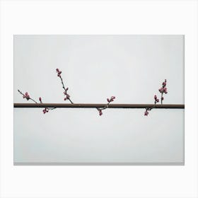 Blossoming Cherry Tree 1 Canvas Print