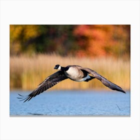 Canadian Geese In Flight 1 Canvas Print