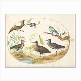 Animalia Volatilia Et Amphibia, Joris Hoefnagel 1 Canvas Print