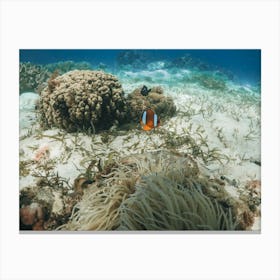 Clownfish On Coral Reef Canvas Print