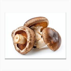 Mushrooms On A White Background 1 Canvas Print