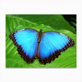 Blue Butterfly Canvas Print