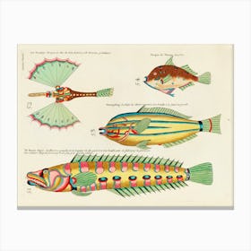 Colourful And Surreal Illustrations Of Fishes Found In Moluccas And The East Indies By Louis Renard(96) Canvas Print