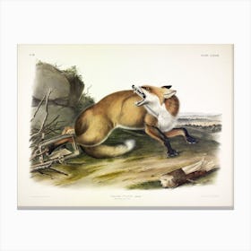 American Red Fox, John James Audubon Canvas Print