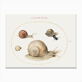 Four Snails (1575–1580), Joris Hoefnagel Canvas Print