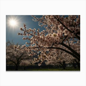 Cherry Blossoms 2 Canvas Print