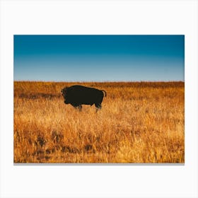 Wild Buffalo Canvas Print